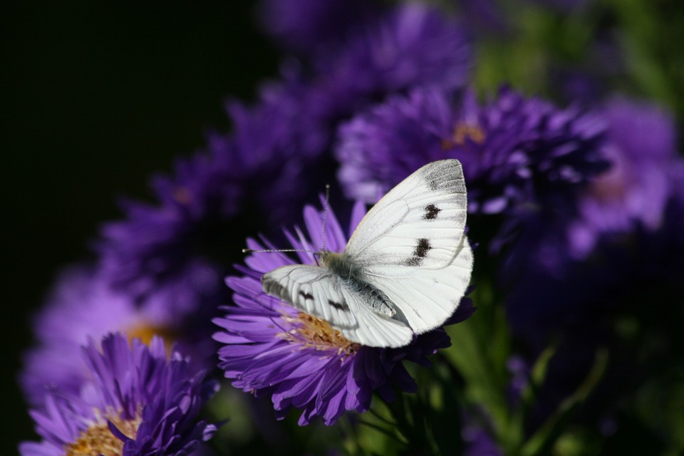 White Ascension Butterfly